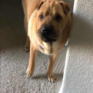 Meet your Posher, Steve